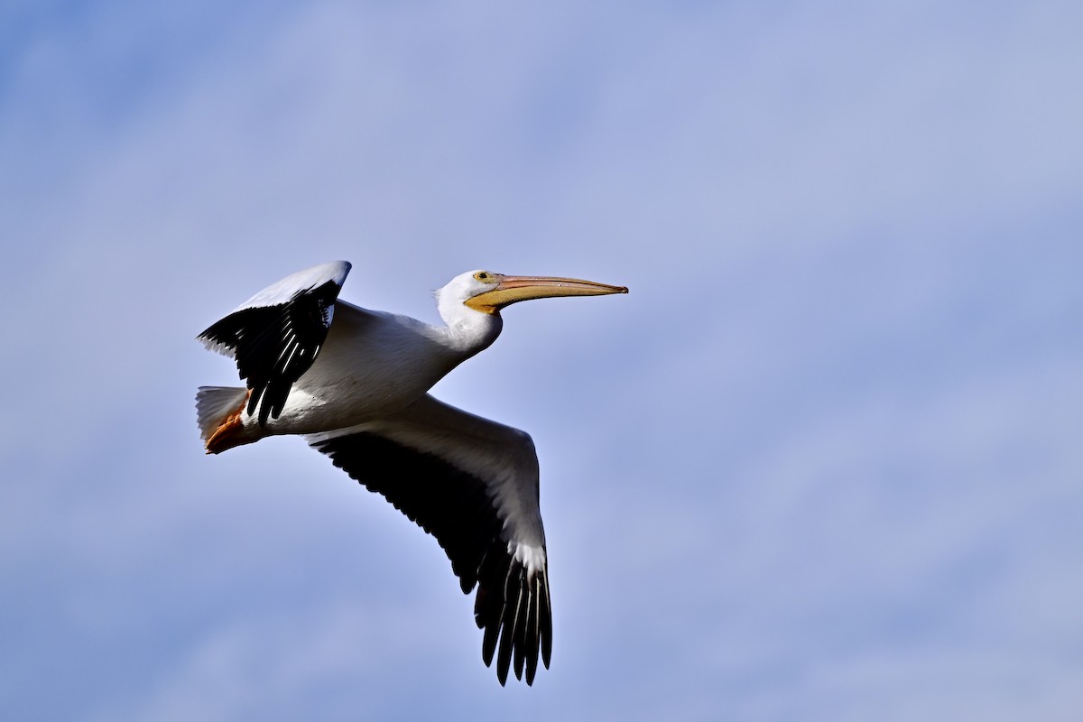 American White Pelican - ML645498151