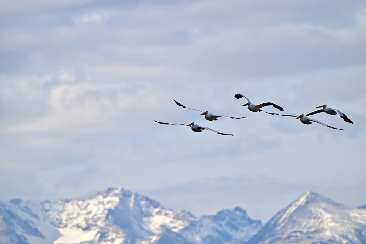 American White Pelican - ML645498153