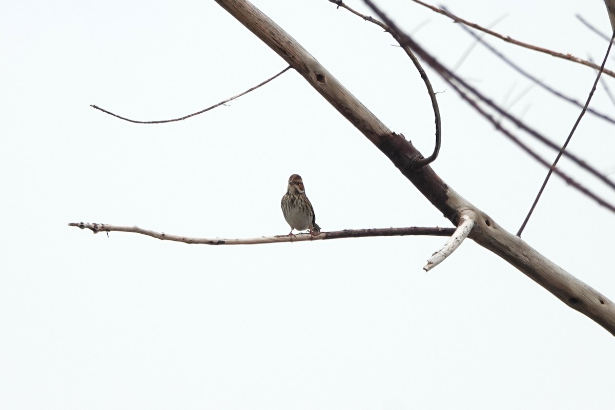 Little Bunting - ML645498154