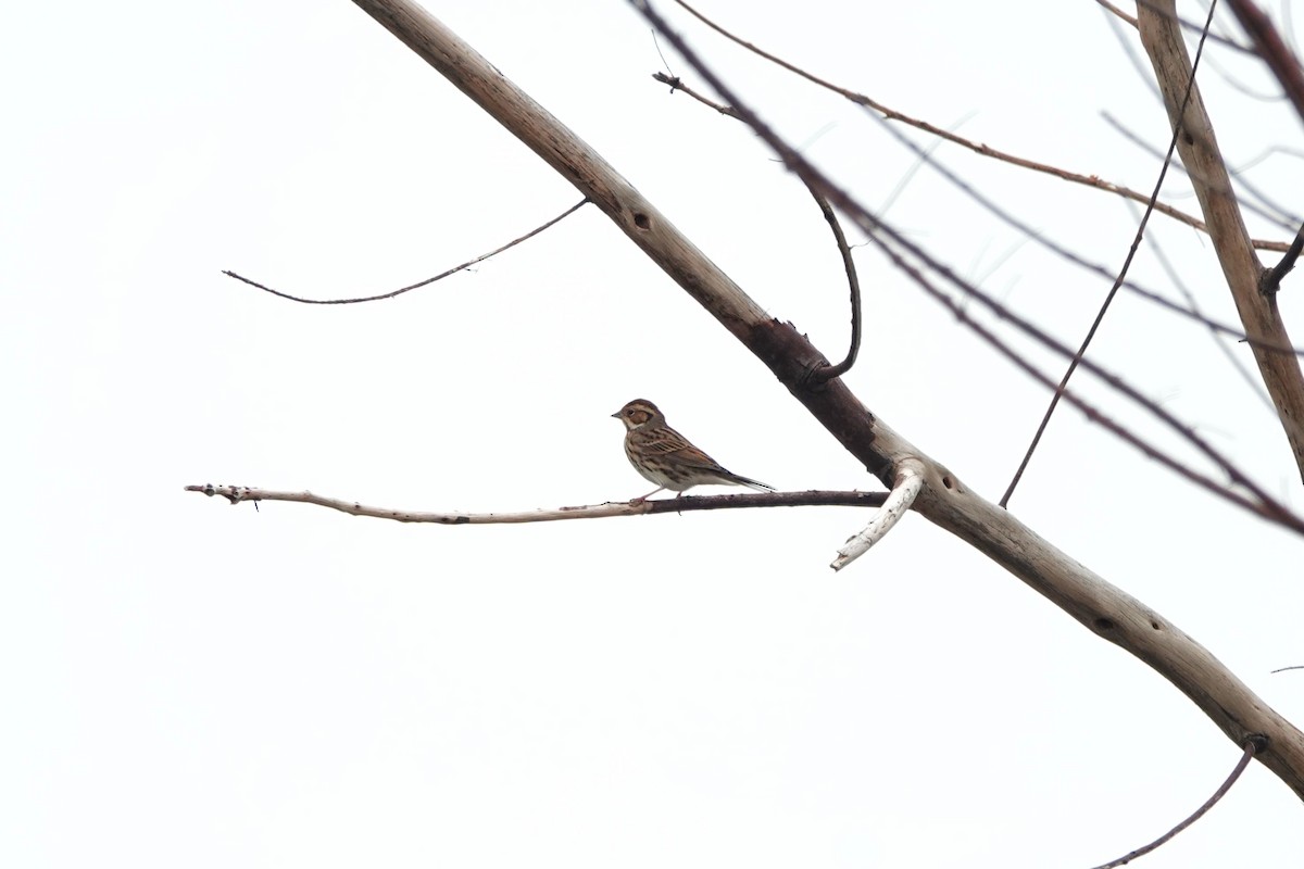 Little Bunting - ML645498155