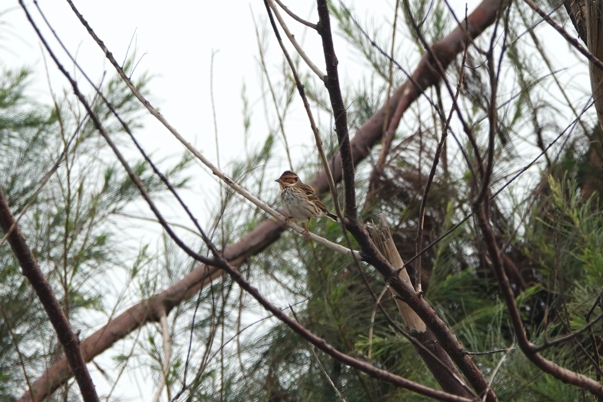 Little Bunting - ML645498156