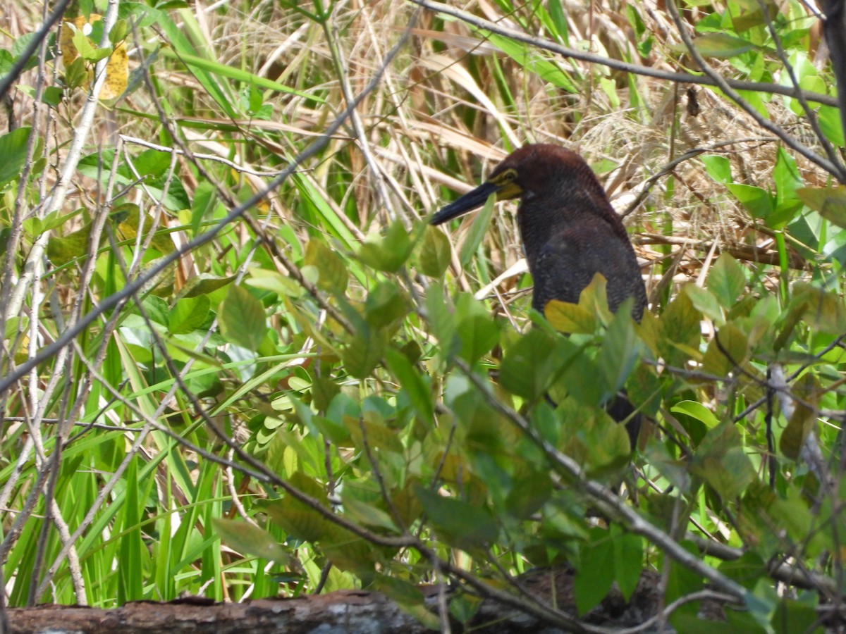 Rufescent Tiger-Heron - ML645498157
