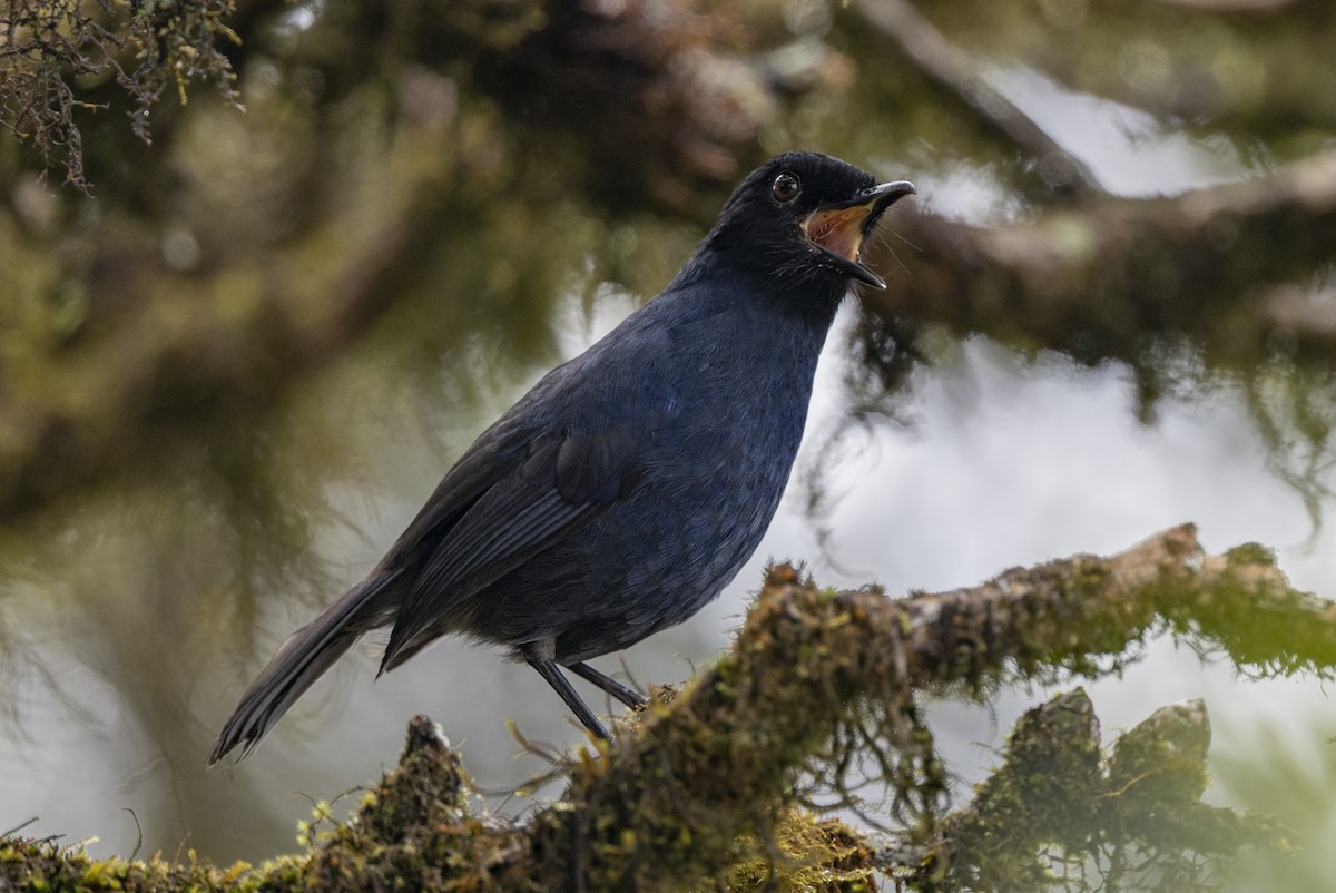 Sri Lanka Whistling-Thrush - ML645498158