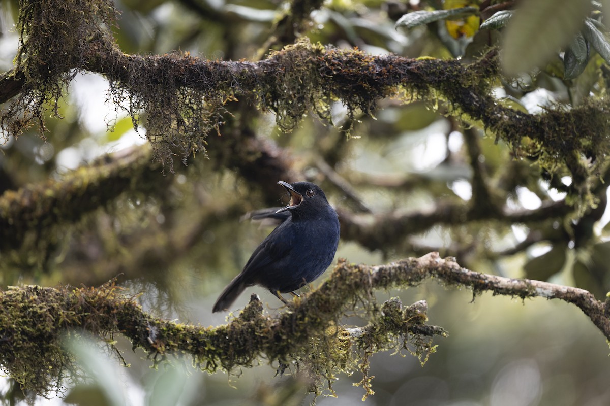 Sri Lanka Whistling-Thrush - ML645498159