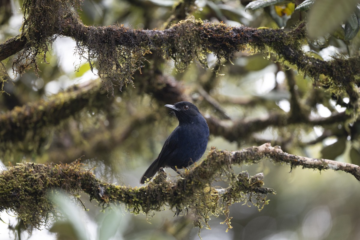 Sri Lanka Whistling-Thrush - ML645498160