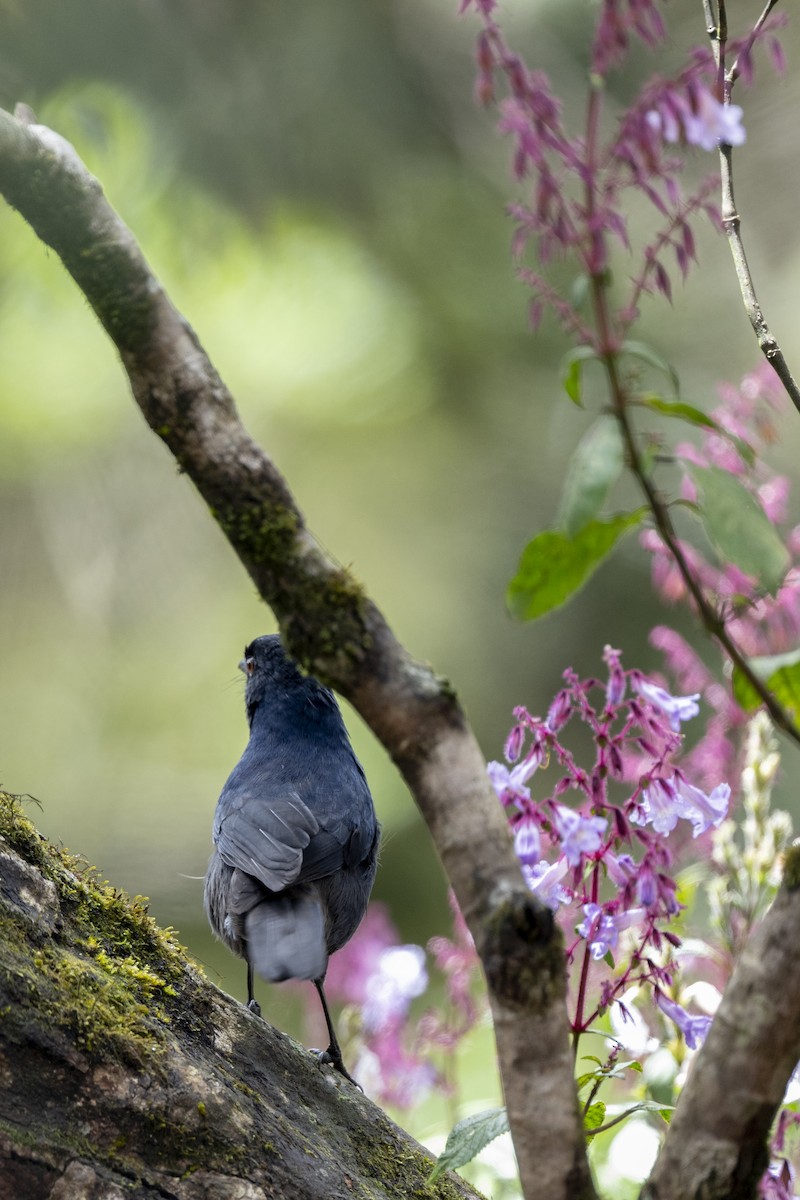 Sri Lanka Whistling-Thrush - ML645498161