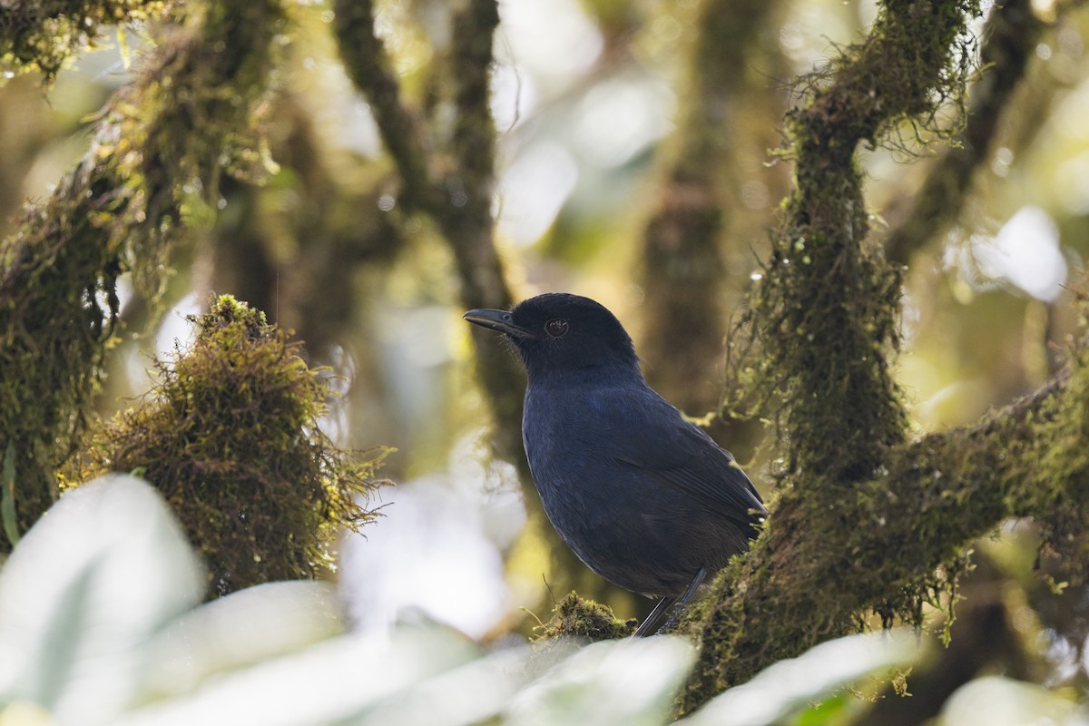 Sri Lanka Whistling-Thrush - ML645498162