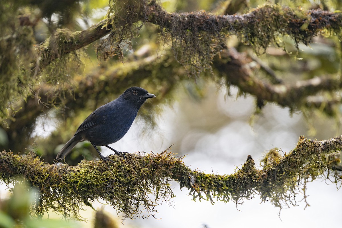 Sri Lanka Whistling-Thrush - ML645498163