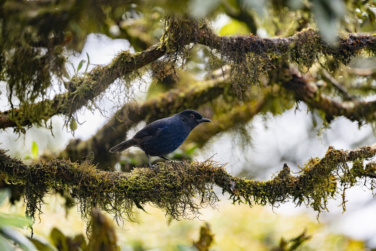 Sri Lanka Whistling-Thrush - ML645498164