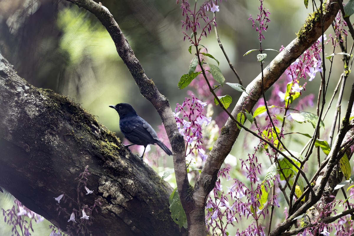 Sri Lanka Whistling-Thrush - ML645498165