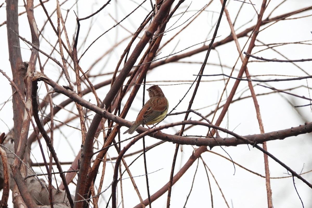 Chestnut Bunting - ML645498166