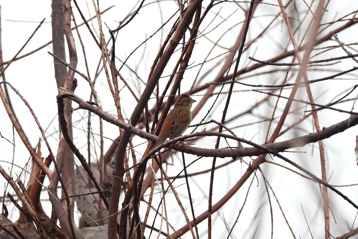 Chestnut Bunting - ML645498167