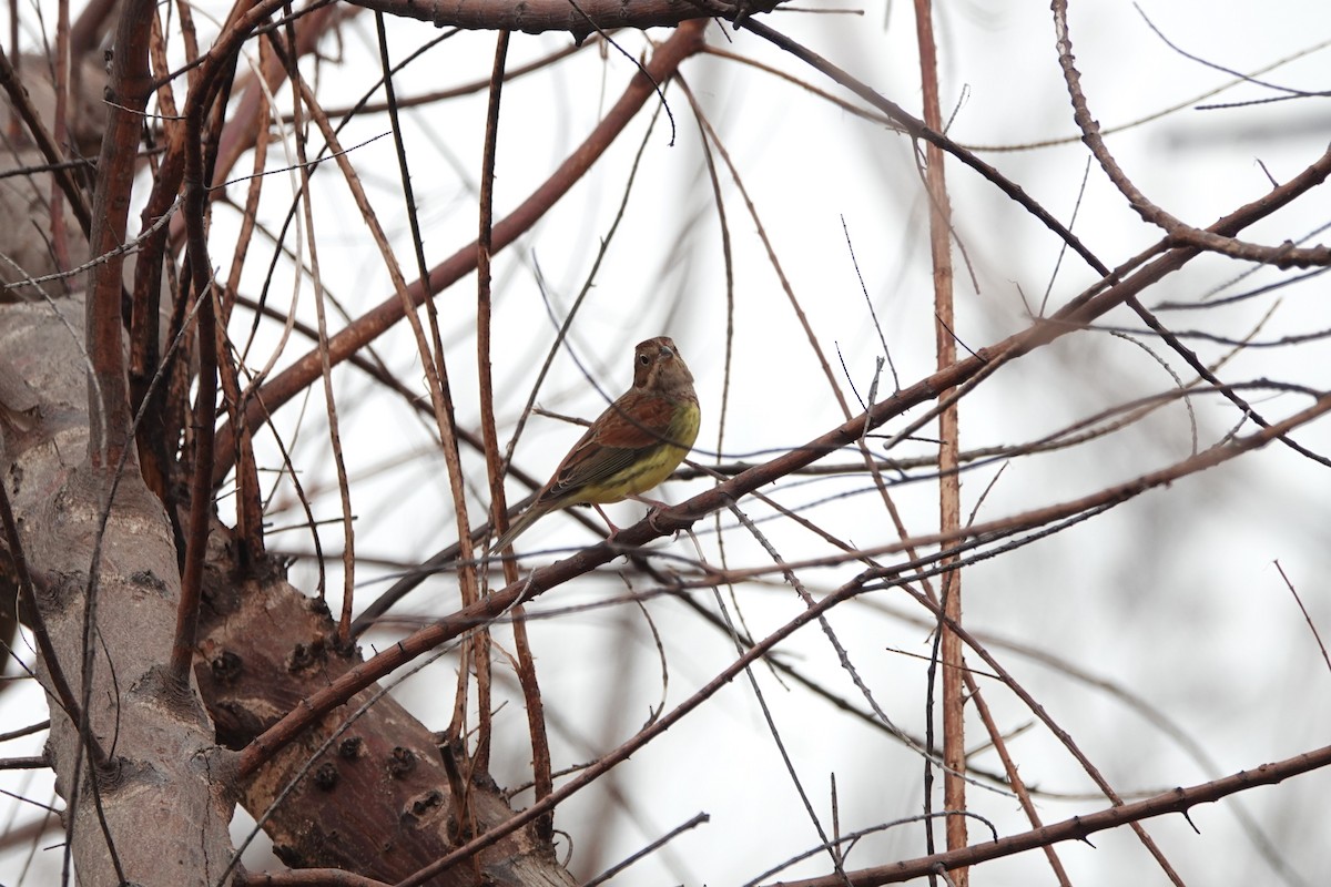 Chestnut Bunting - ML645498168
