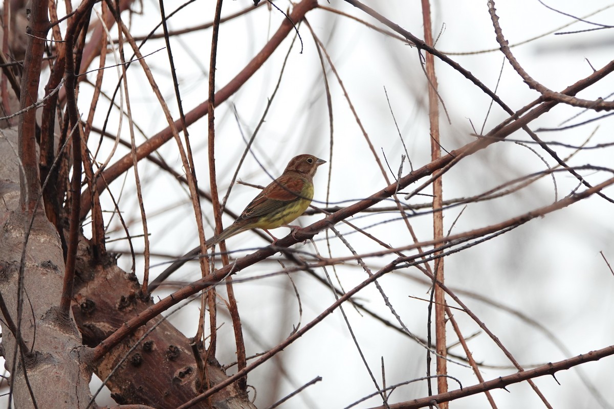Chestnut Bunting - ML645498170