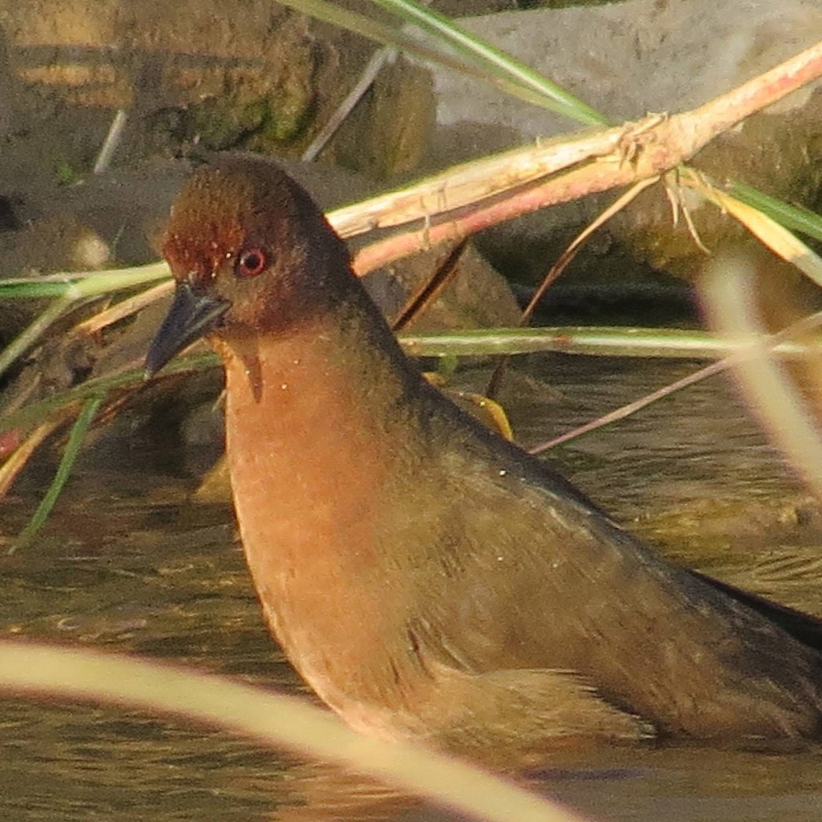 Ruddy-breasted Crake - ML645498171