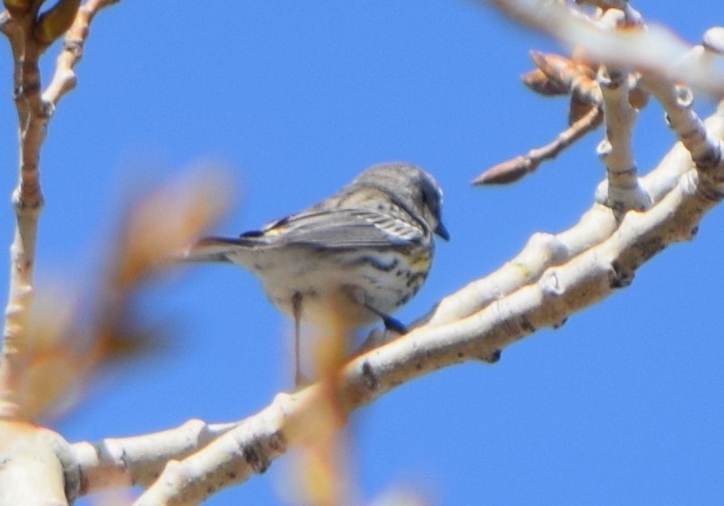 Yellow-rumped Warbler (Myrtle) - ML645498172