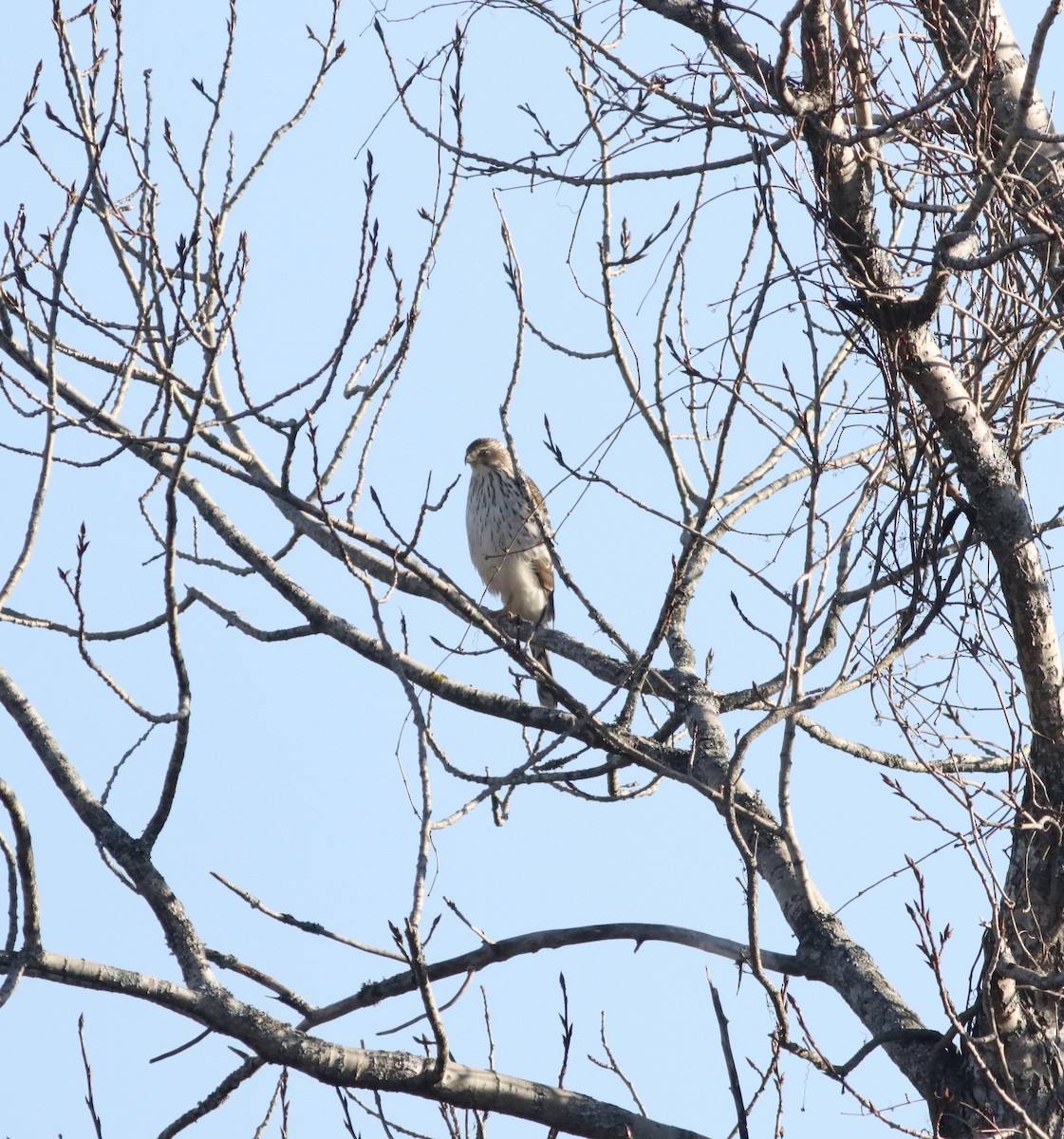 Cooper's Hawk - ML645498173
