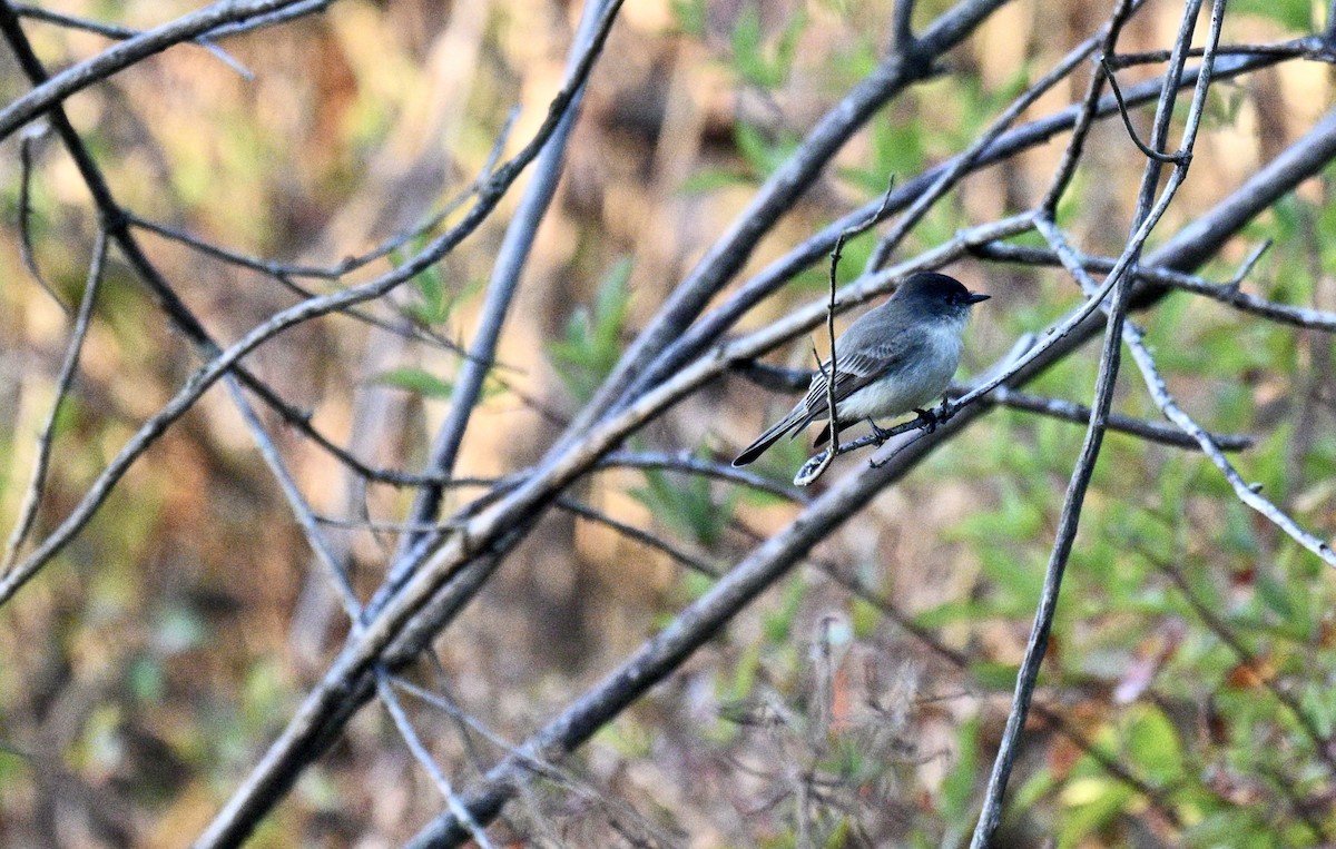 Eastern Phoebe - ML645498176