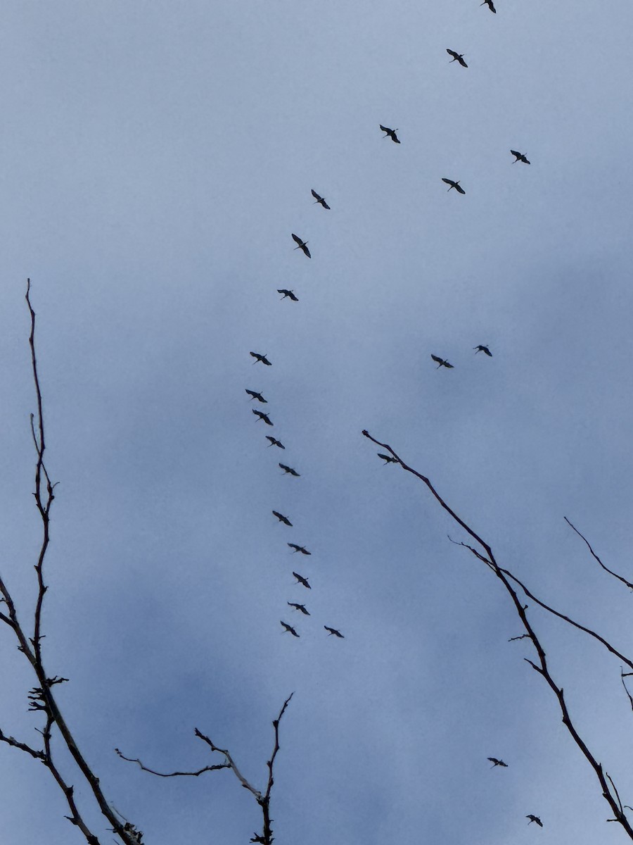 Sandhill Crane - ML645498177