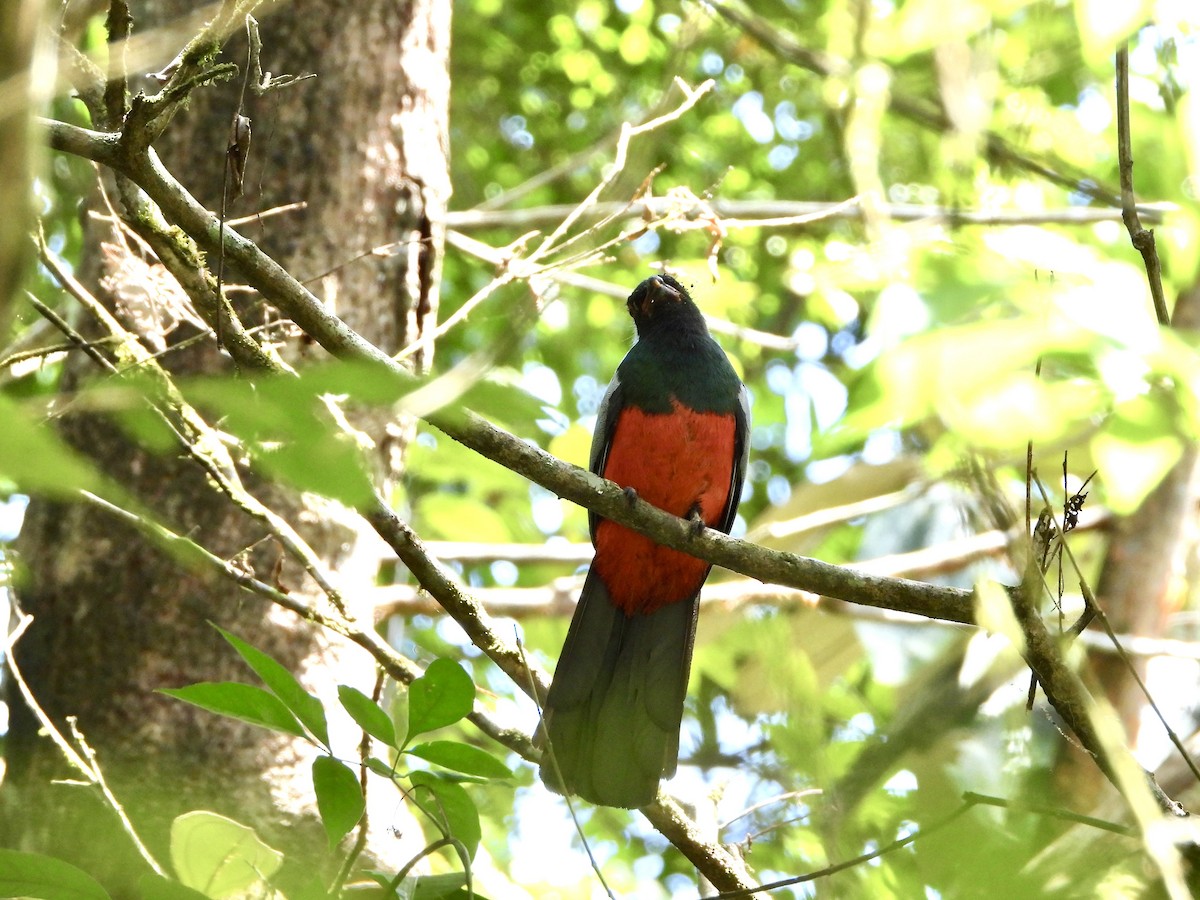 Slaty-tailed Trogon - ML645498178