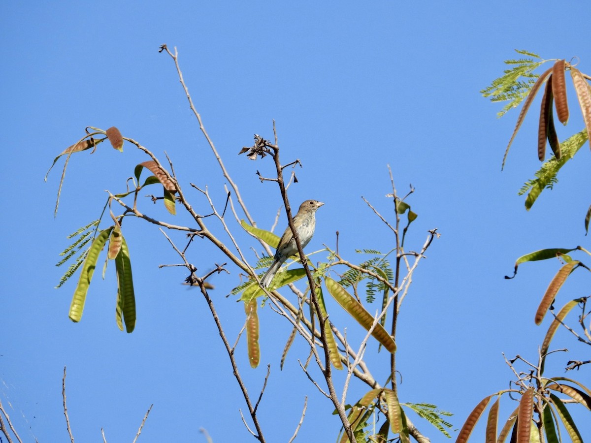 Indigo Bunting - ML645498179