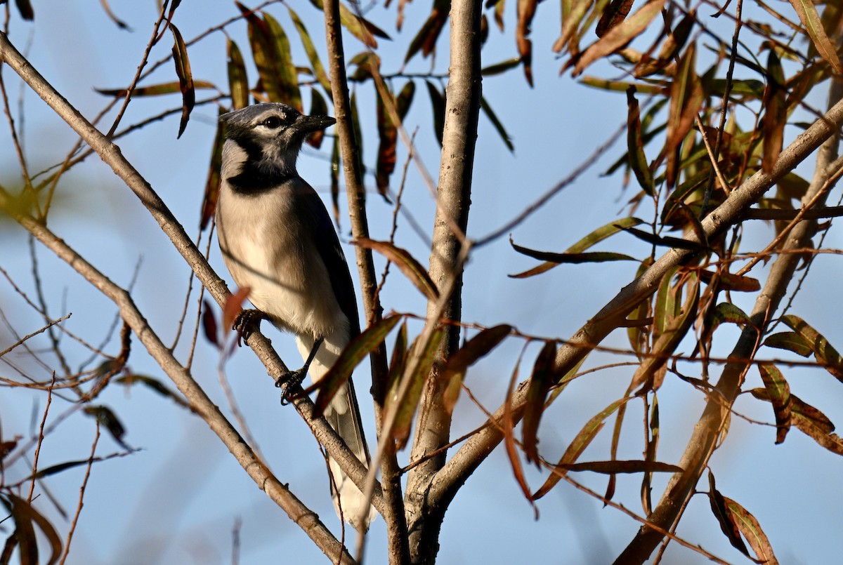 Blue Jay - ML645498181