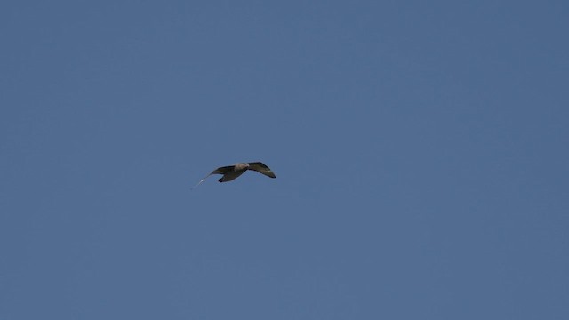 Brown Skua (Falkland) - ML645498182