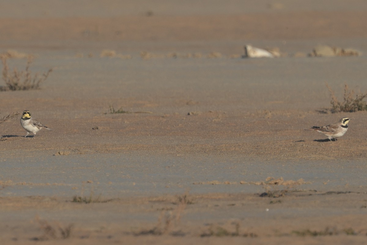 Жайворонок рогатий - ML645498189