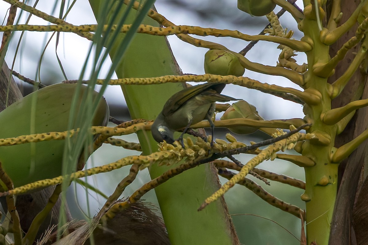 olivenhonningeter - ML645498203