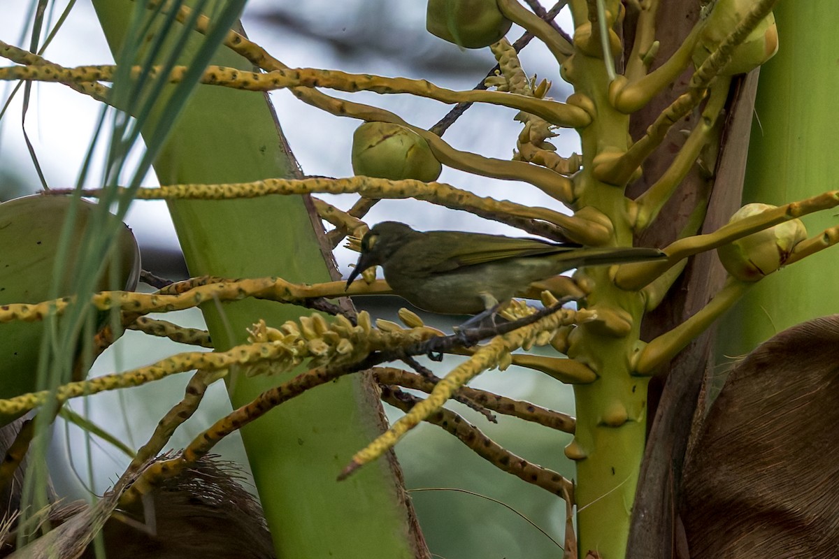 olivenhonningeter - ML645498204