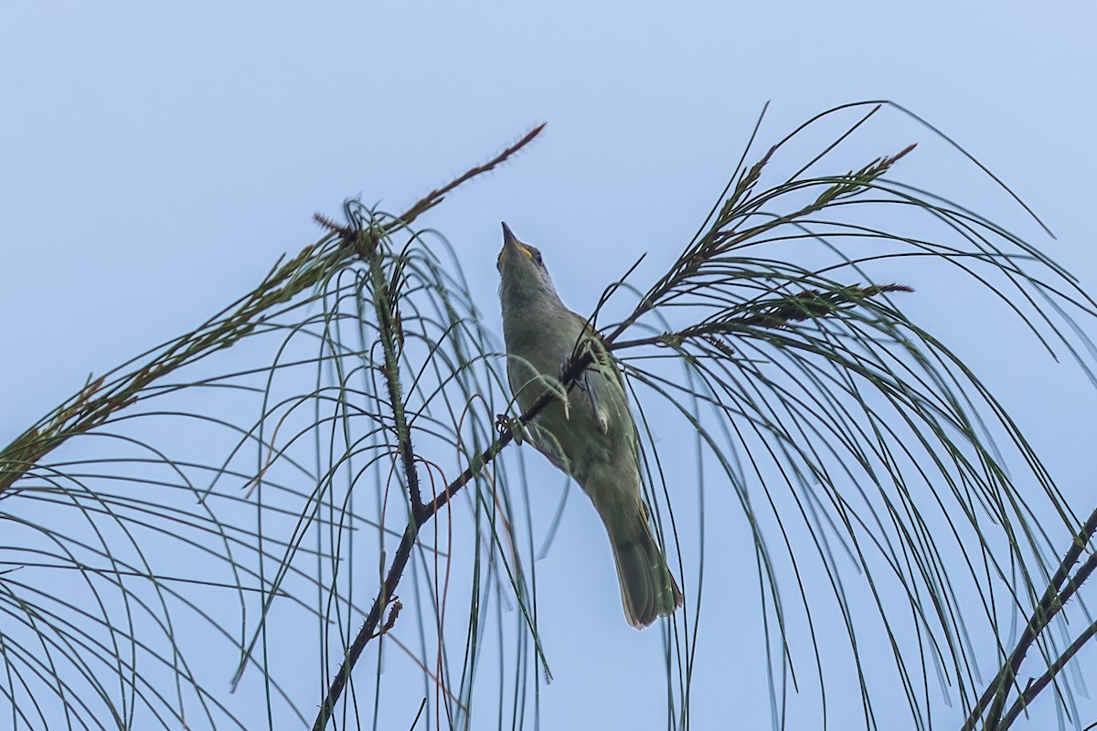 olivenhonningeter - ML645498205