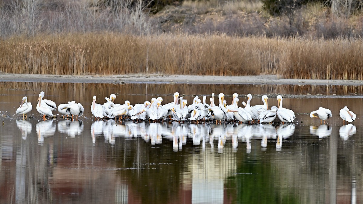 American White Pelican - ML645498211