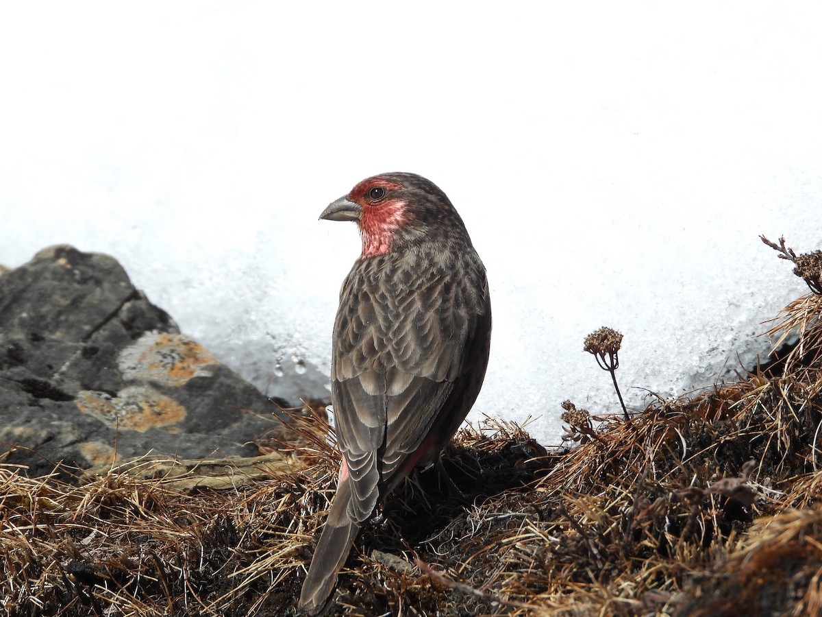 Roselin à gorge rouge - ML645498225