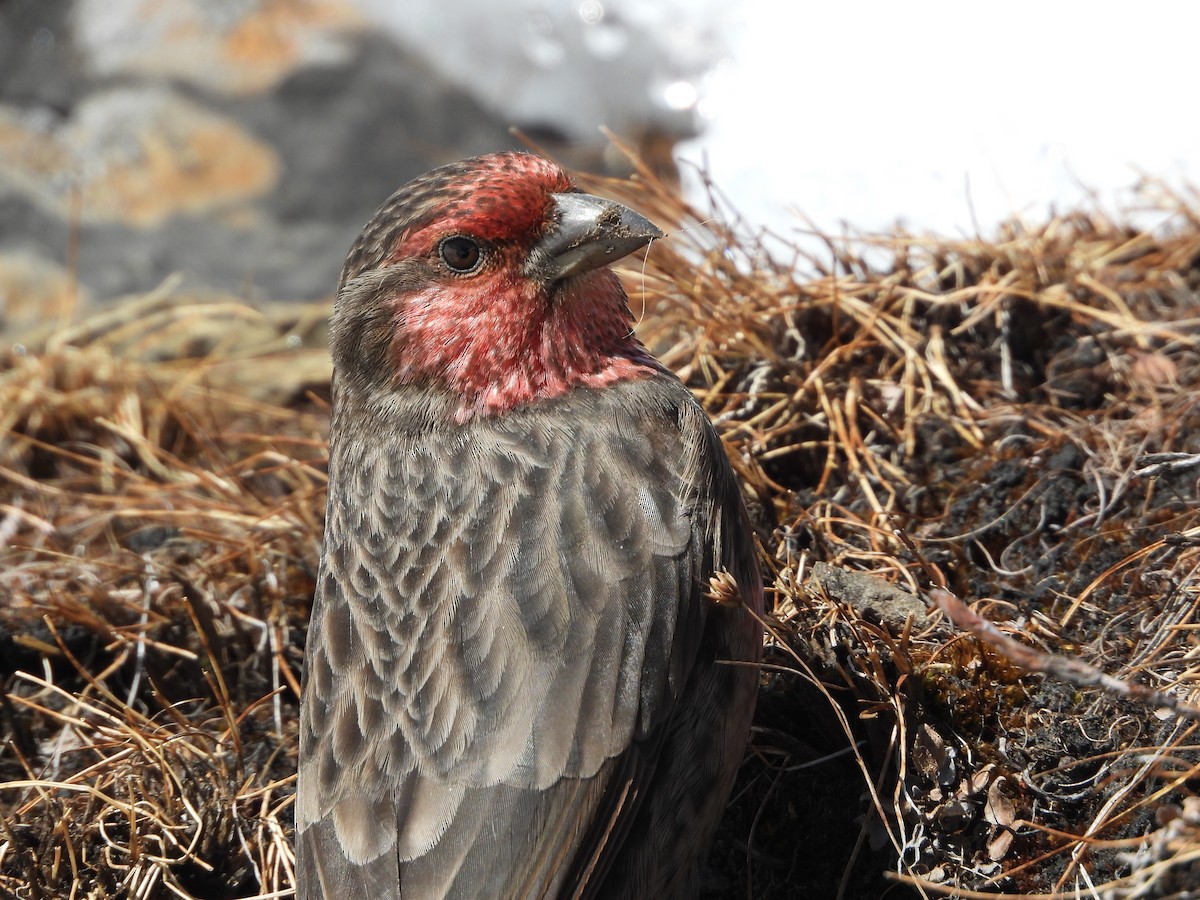 Roselin à gorge rouge - ML645498226