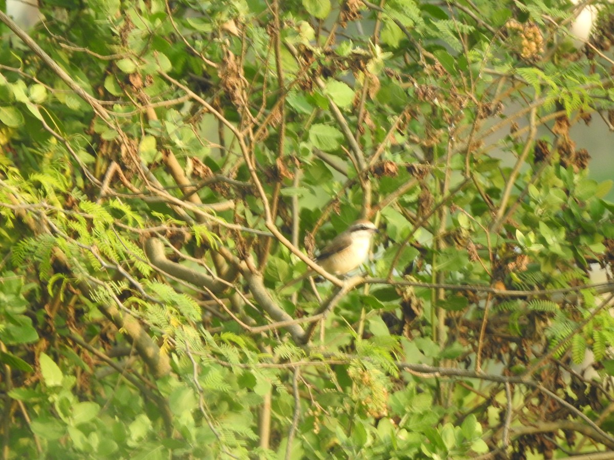 Alcaudón Pardo - ML645498229