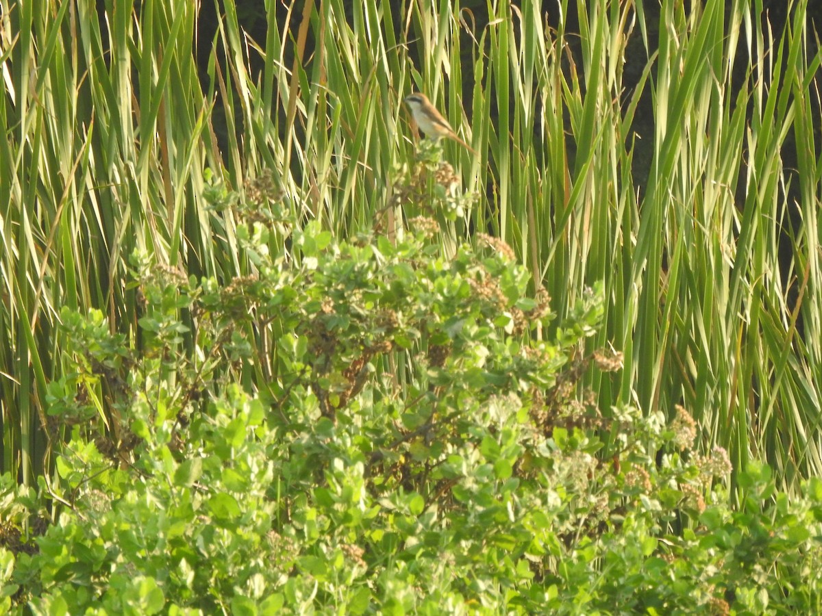 Alcaudón Pardo - ML645498230