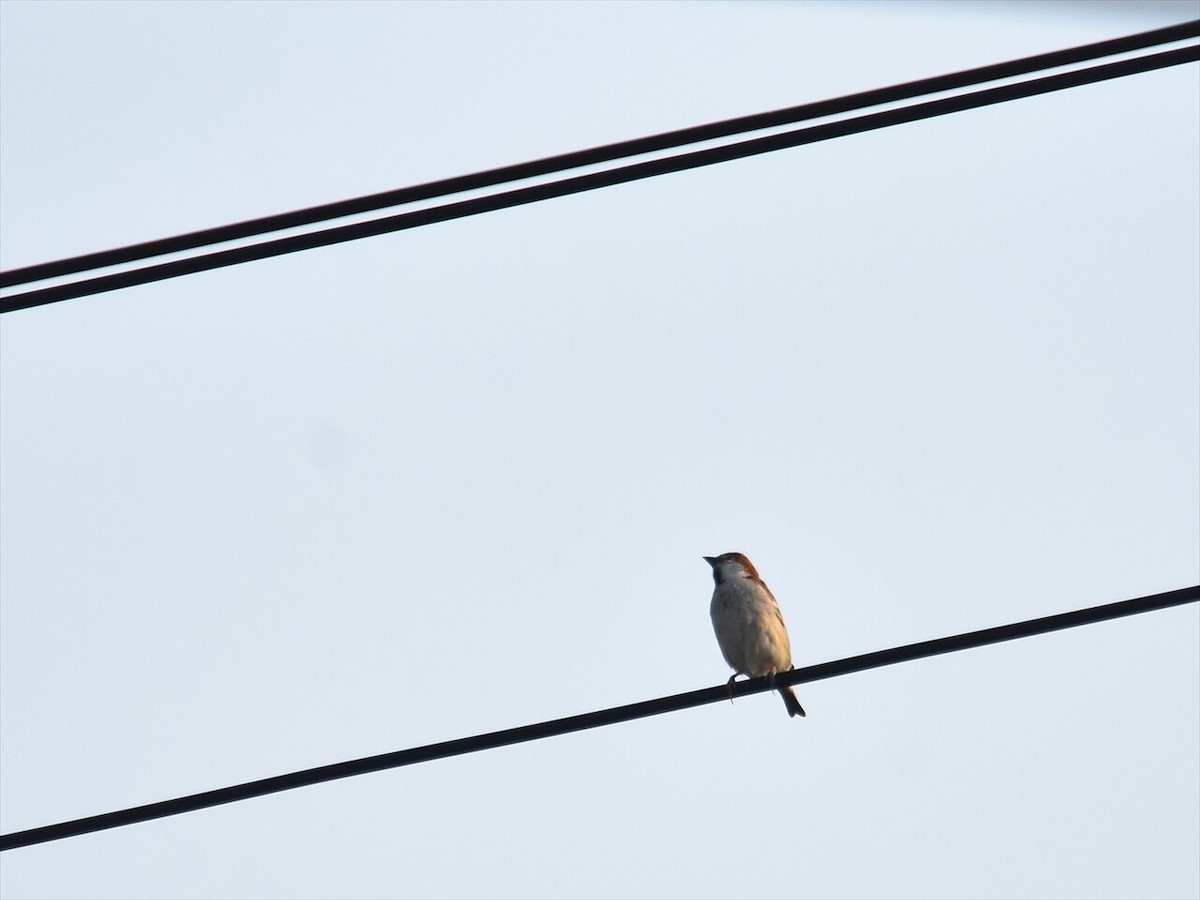 山麻雀 - ML645498240