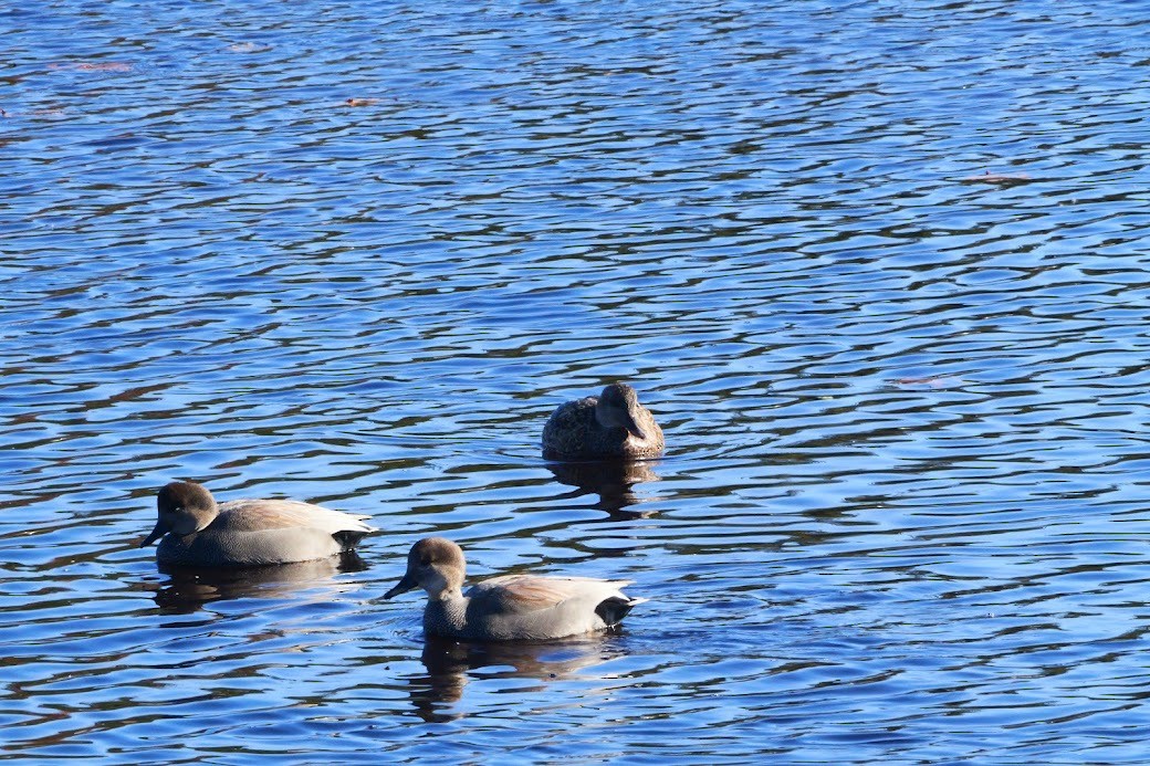 オカヨシガモ - ML645498245