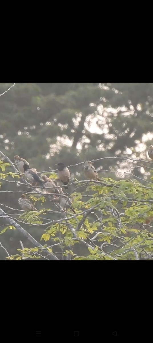 Estornino Rosado - ML645498252