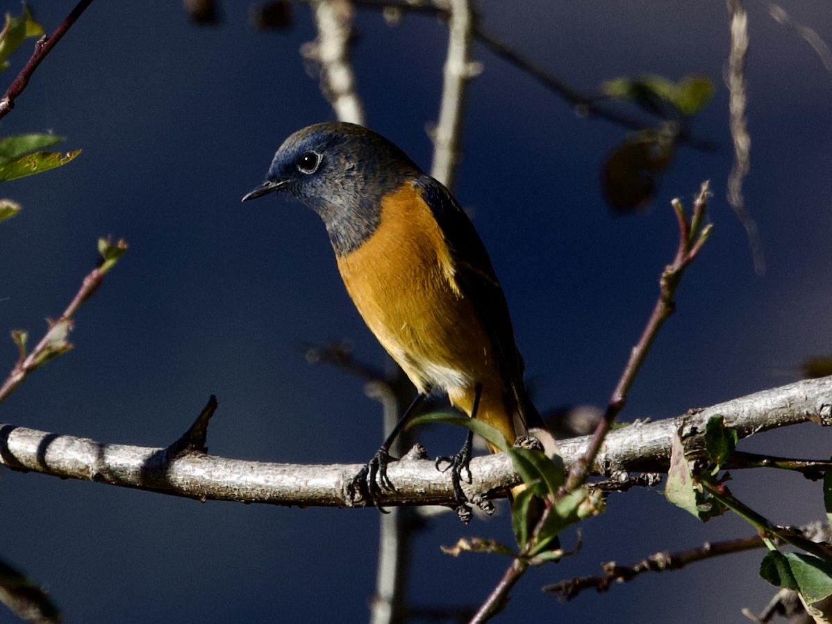 Blue-fronted Redstart - ML645498256