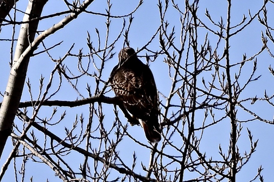 Red-tailed Hawk - ML645498257