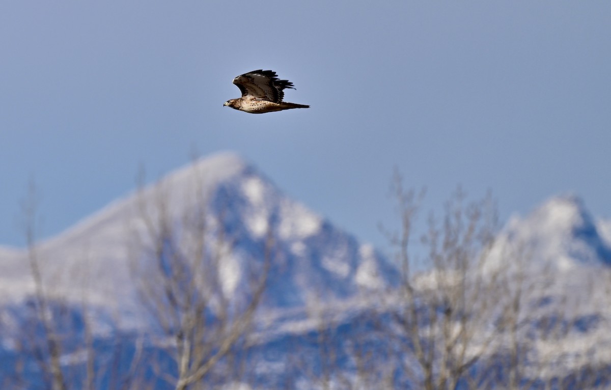 Red-tailed Hawk - ML645498258