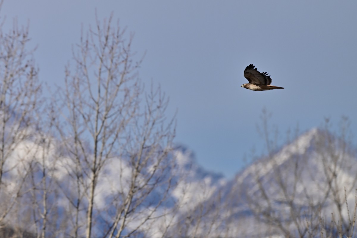 Red-tailed Hawk - ML645498259