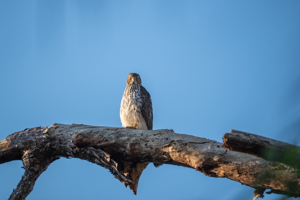 Cooper's Hawk - ML645498260