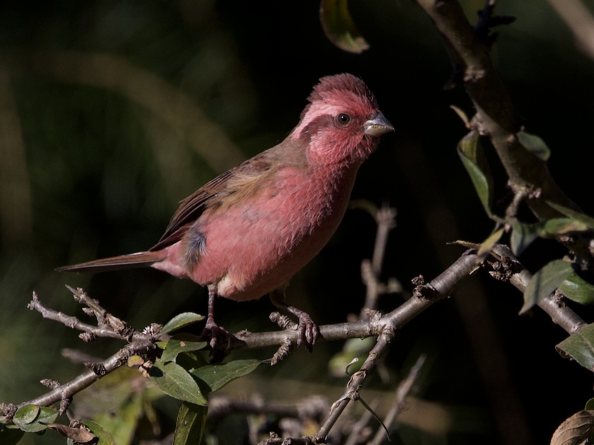 hýl růžovobrvý - ML645498271