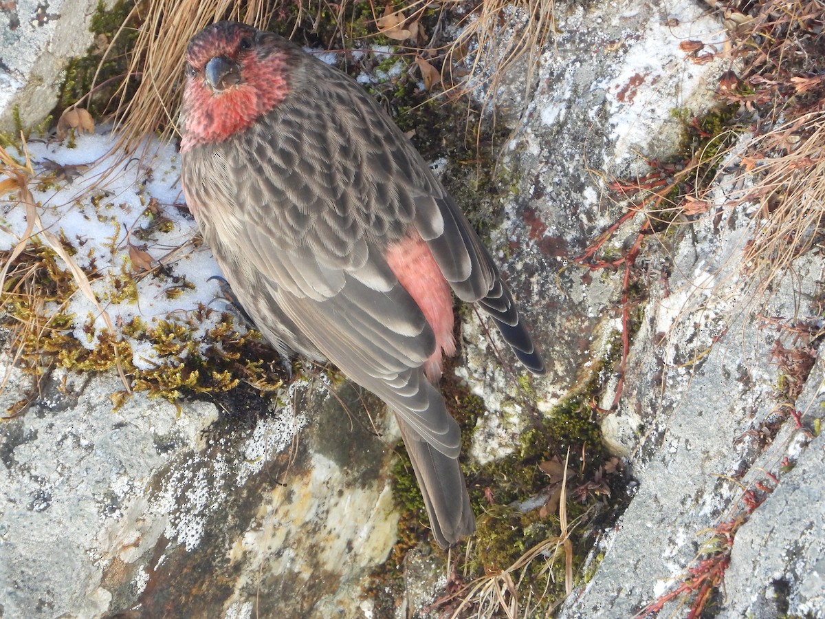Roselin à gorge rouge - ML645498273