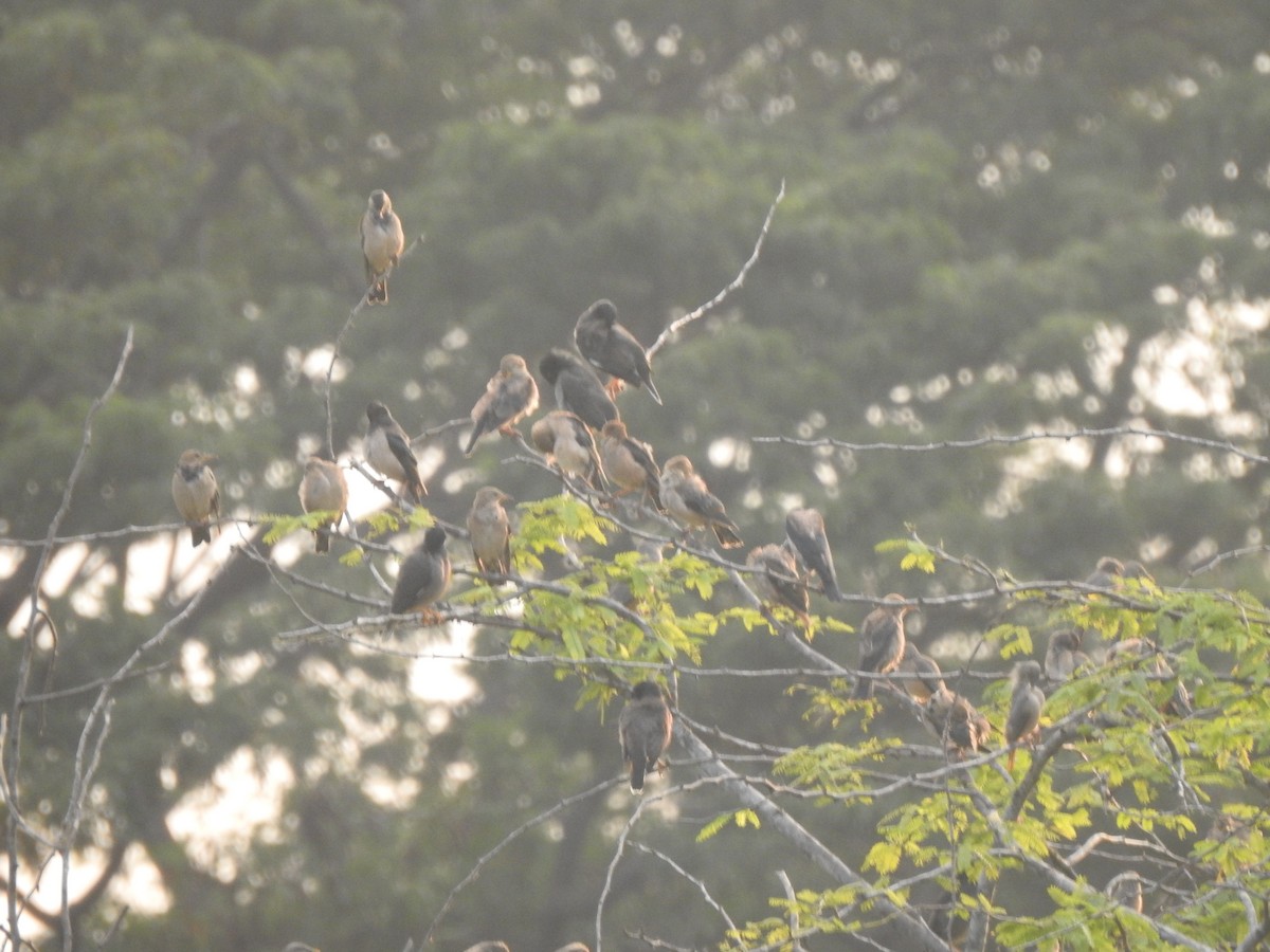 Estornino Rosado - ML645498274