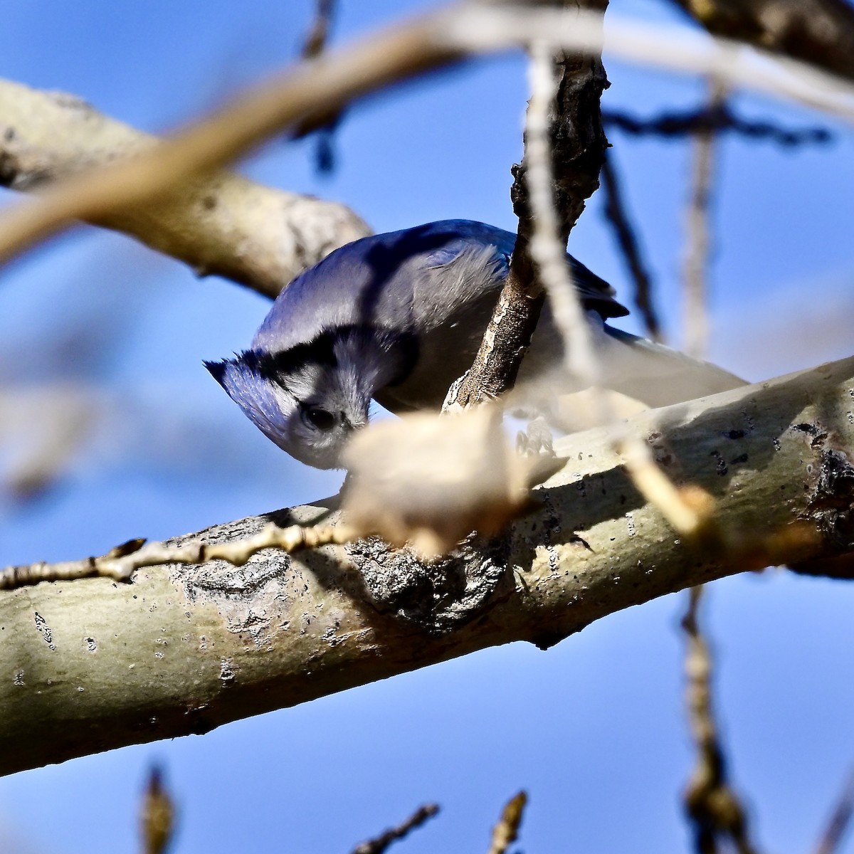 Blue Jay - ML645498275