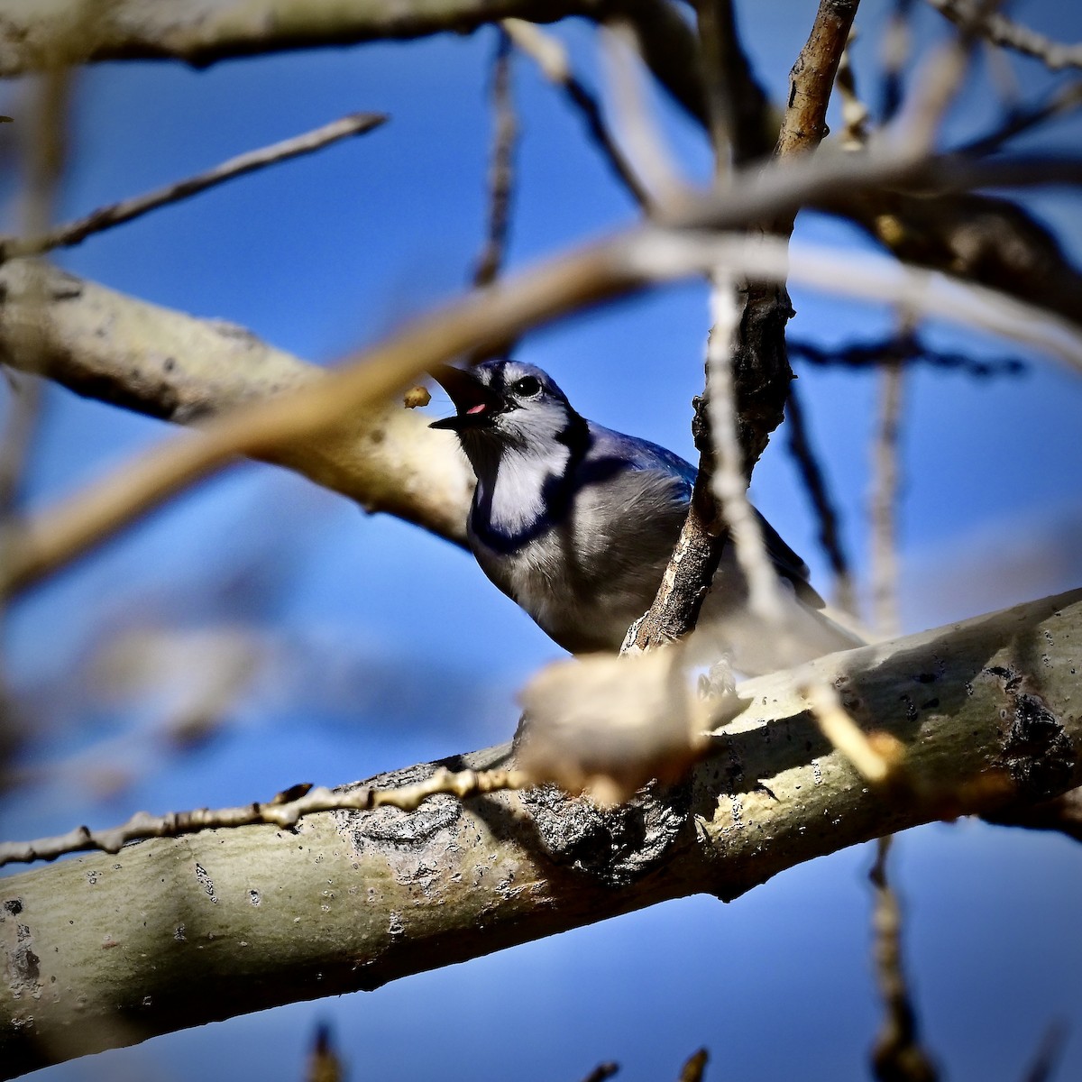 Blue Jay - ML645498276