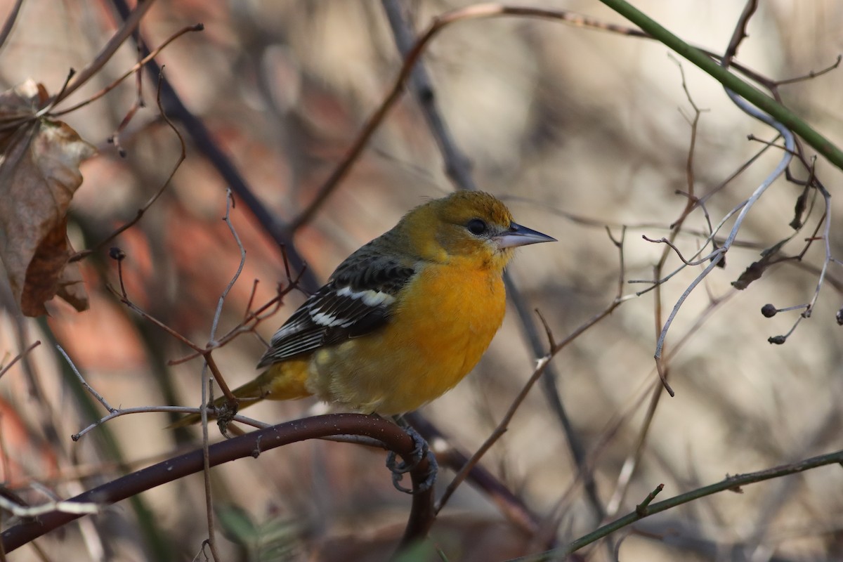 Baltimore Oriole - ML645498280